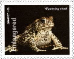 Wyoming Toad (Anaxyrus baxteri)