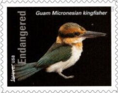Guam Micronesian Kingfisher (Todiramphus cinnamominus)