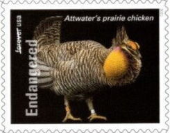 Attwater's Prairie Chicken (Tympanuchus cupido attwateri)