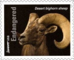 Desert Bighorn Sheep (Ovis canadensis nelsoni)