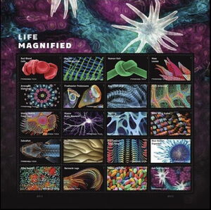 Life Magnified