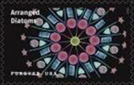 Arranged Diatoms