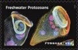 Freshwater Protozoans