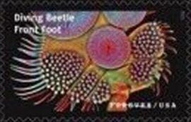 Diving Beetle Front Foot