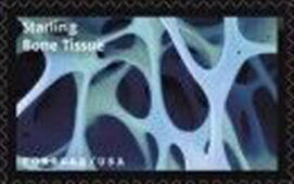 Starling Bone Tissue