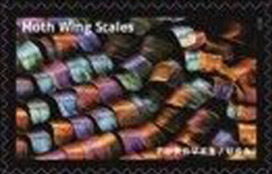Moth Wing Scales