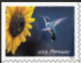Ruby-throated Hummingbird and Sunflower