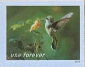 Ruby-throated Hummingbird and Spotted Touch-me-not