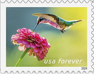 Ruby-throated Hummingbird and Zinnia