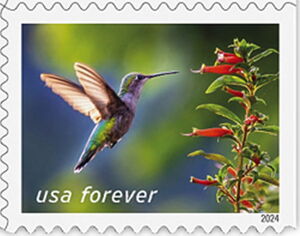 Ruby-Throated Hummingbird and Cigar Flower