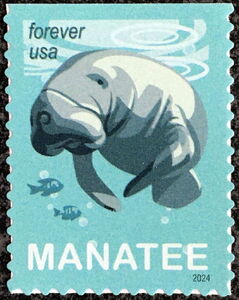 Manatee (Trichechus sp)