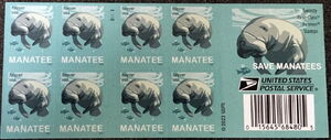 Manatee (Trichechus sp)