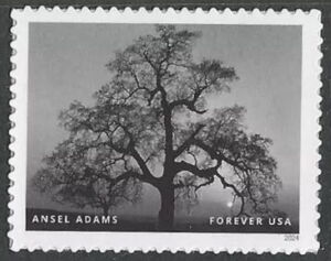 Ansel Adams, Photographer