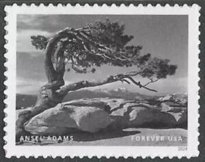 Ansel Adams, Photographer