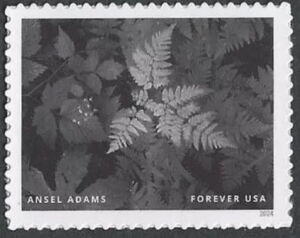 Ansel Adams, Photographer