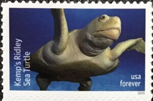 Kemp's Ridley Sea Turtle (Lepidochelys kempii)