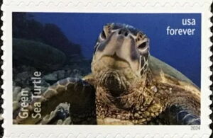 Green Sea Turtle (Chelonia mydas)
