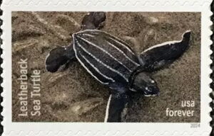 Leatherback Sea Turtle (Dermochelys coriacea)