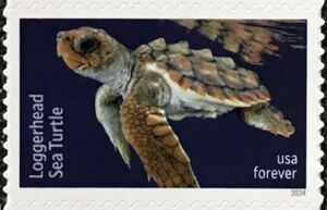 Loggerhead Sea Turtle (Caretta caretta)