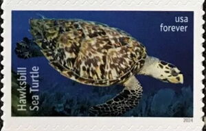 Hawksbill Sea Turtle (Eretmochelys imbricata)