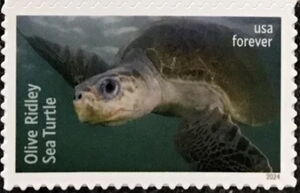 Olive Ridley Sea Turtle (Lepidochelys olivacea)