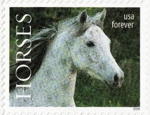 Half Arabian Horse