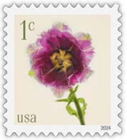 Fringed Tulip (Tulipa)