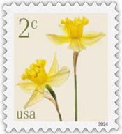 Daffodils (Narcissus pseudonarcissus)