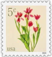 Red Tulips