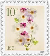 Poppies and Coneflowers
