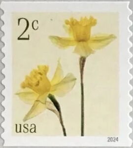 Daffodils (Narcissus pseudonarcissus)