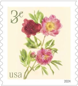 Peonies