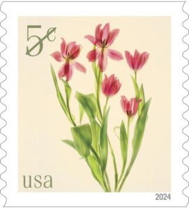 Red Tulips