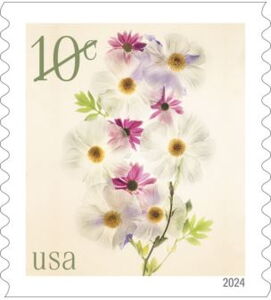 Poppies and Coneflowers