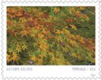 Autumn Colors