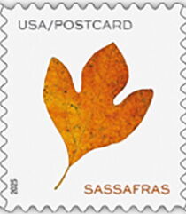 Sassafras Leaf