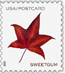 Sweetgum Leaf