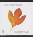 Sasafras Leaf