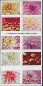 Dahlias