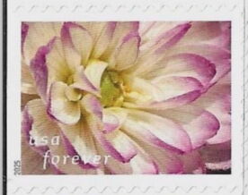 Dahlias
