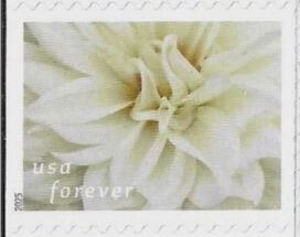 White Dahlia