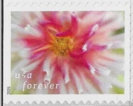 Pink and White Dahlia