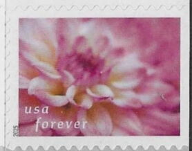 Lilac and White Dahlia