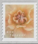 Dahlias