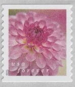 Dahlias