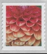 Dahlias