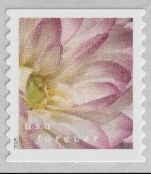 Dahlias