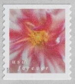 Dahlias