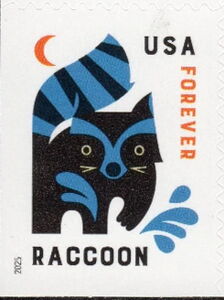 Raccoon