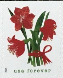 Amaryllis Flowers